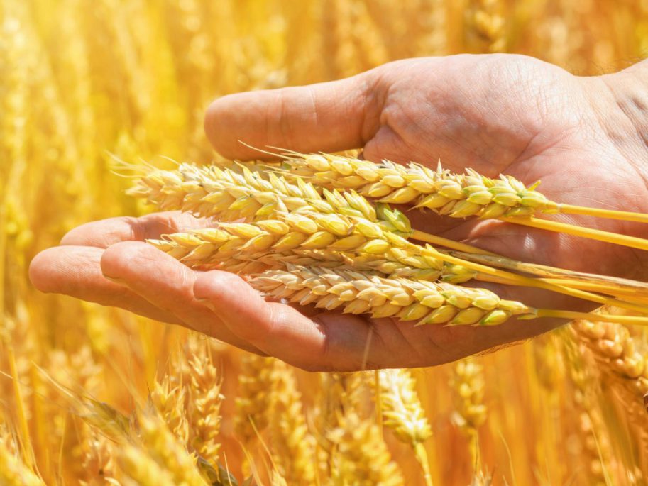 Ukrainian farmers to receive €300 million after EU accession. This could eventually rise to €1.2 billion